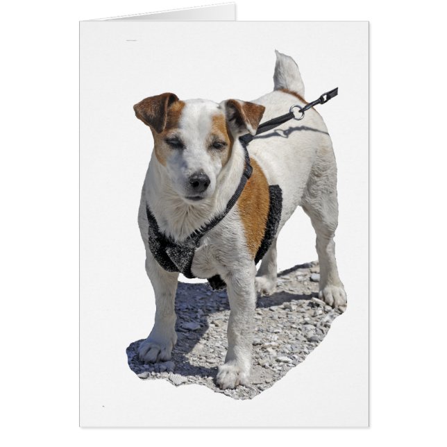 Jack Russell Dog (Front)