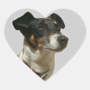 Jack Russell Dog heart sticker