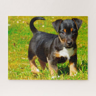 Jack Russell Dog. Jigsaw Puzzle
