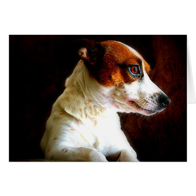 Jack Russell portrait (Front Horizontal)