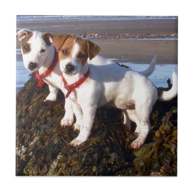 Jack Russell Puppies Tile (Front)