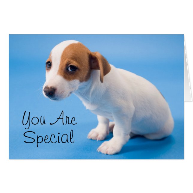 Jack Russell Puppy (Front Horizontal)