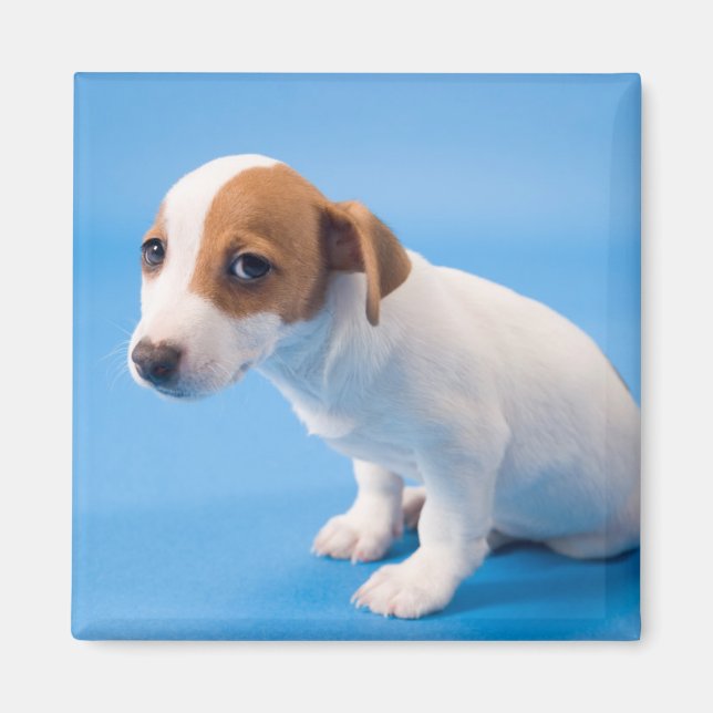 Jack Russell Puppy Magnet (Front)