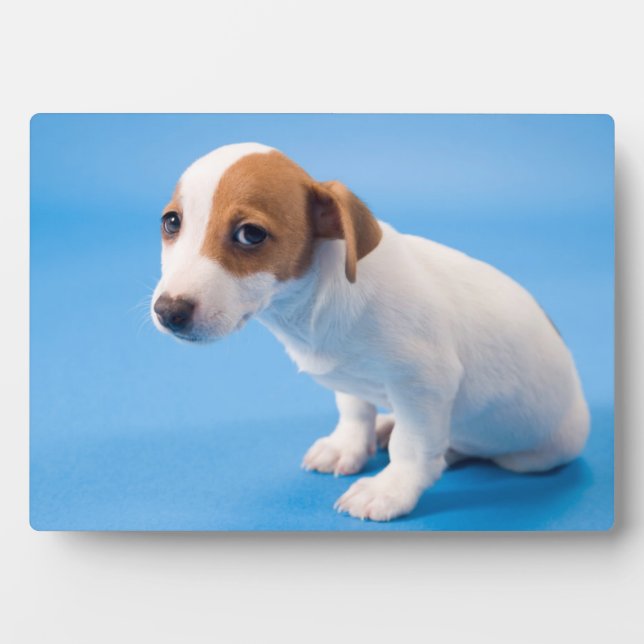 Jack Russell Puppy Plaque (Front)
