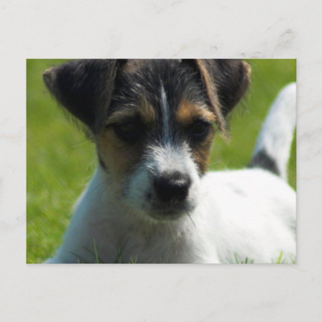 Jack Russell Puppy Postcard (Front)