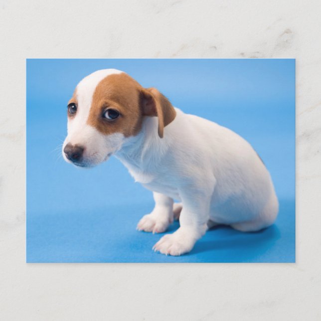 Jack Russell Puppy Postcard (Front)