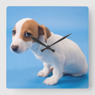 Jack Russell Puppy Square Wall Clock