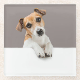 Jack Russell Puppy Sweet Adorable Baby Puppy Glass Coaster