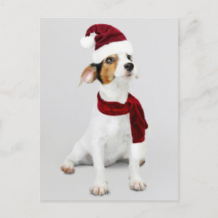Jack Russell Puppy wearing Santa Hat Holiday Postcard