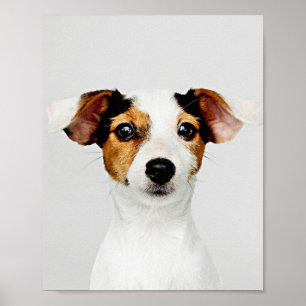 Jack Russell Retriever Puppy  Poster