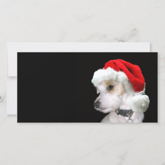 Jack Russell Santa Holiday Card
