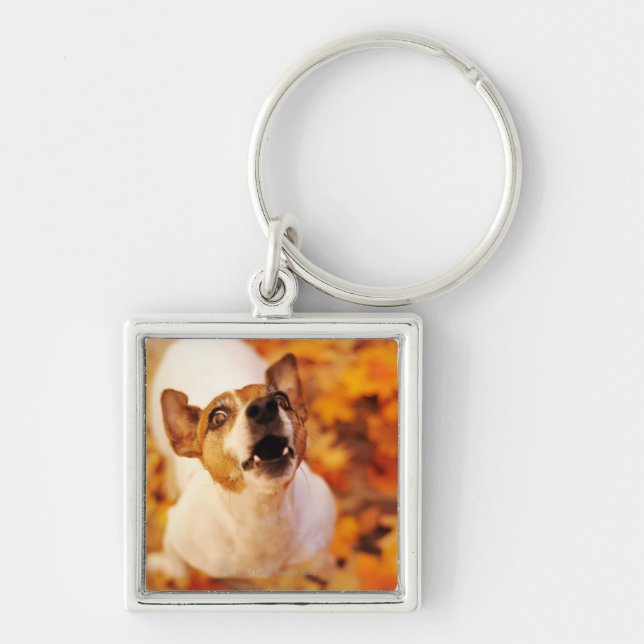 Jack Russell Terrier barking and jumping, Autumn Key Ring (Front)