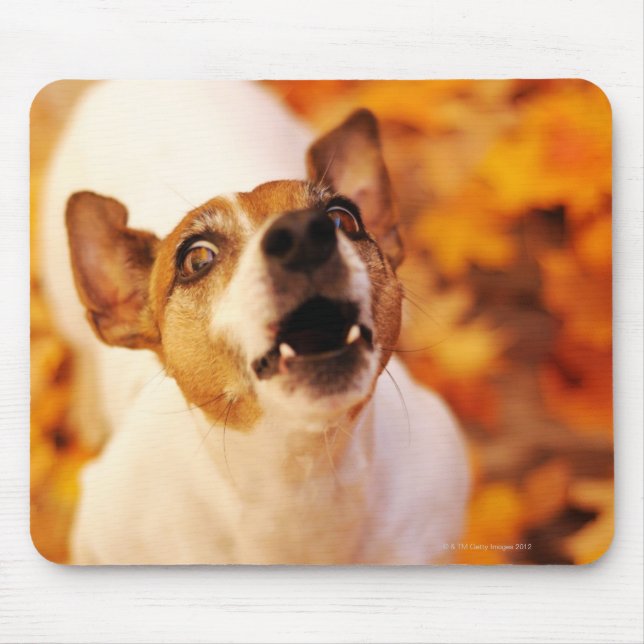 Jack Russell Terrier barking and jumping, Autumn Mouse Mat (Front)