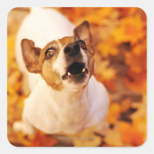 Jack Russell Terrier barking and jumping, Autumn Square Sticker