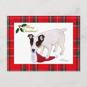 Jack Russell Terrier Christmas Tartan Holiday Postcard