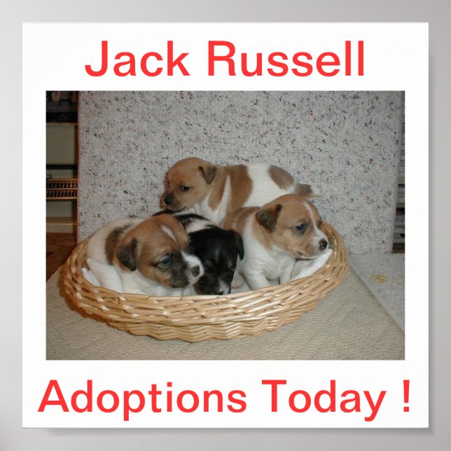 Jack Russell Terrier Dog Adoptions Today Sign (Front)