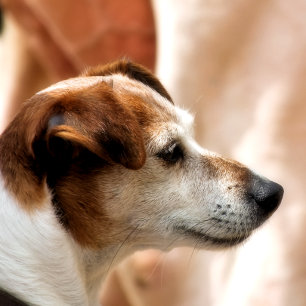 JACK RUSSELL TERRIER DOG PHOTO PRINT