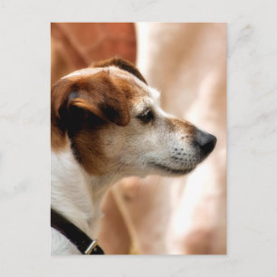 JACK RUSSELL TERRIER DOG POSTCARD
