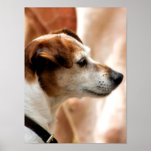 JACK RUSSELL TERRIER DOG POSTER