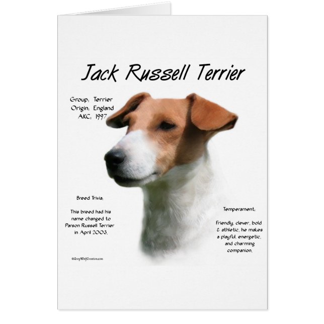 Jack Russell Terrier History  (Front)