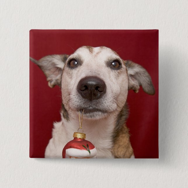 Jack Russell Terrier Holding Christmas Ornament 15 Cm Square Badge (Front)