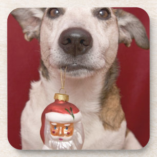 Jack Russell Terrier Holding Christmas Ornament Coaster