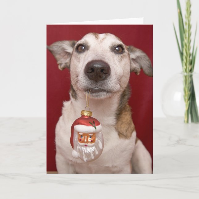 Jack Russell Terrier Holding Christmas Ornament Holiday Card (Front)