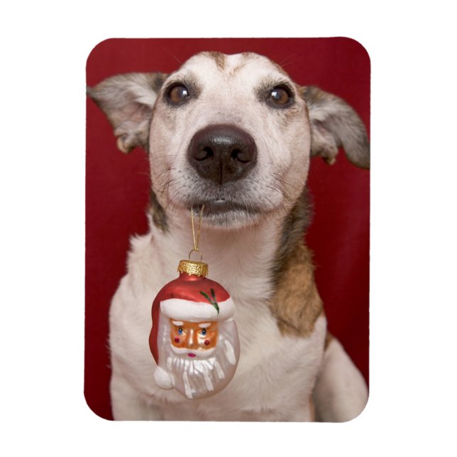 Jack Russell Terrier Holding Christmas Ornament Magnet (Vertical)