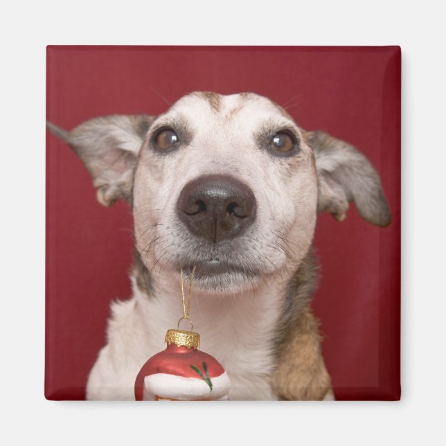Jack Russell Terrier Holding Christmas Ornament Magnet (Front)