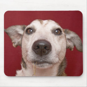 Jack Russell Terrier Holding Christmas Ornament Mouse Mat