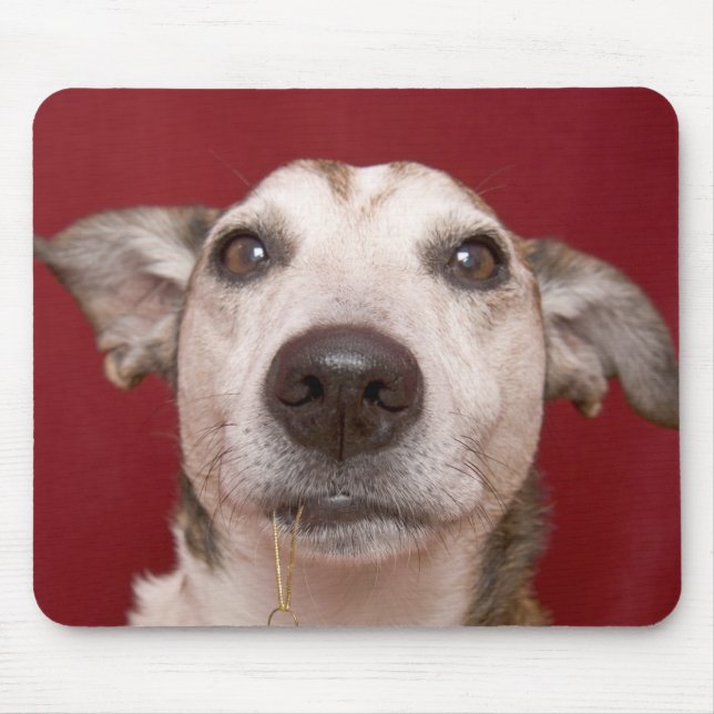 Jack Russell Terrier Holding Christmas Ornament Mouse Mat (Front)
