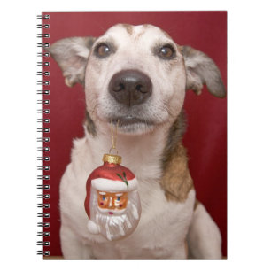 Jack Russell Terrier Holding Christmas Ornament Notebook