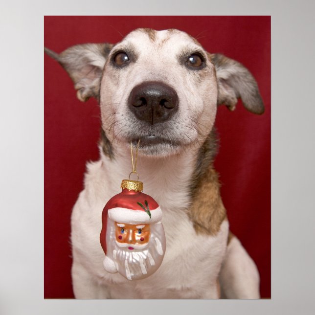 Jack Russell Terrier Holding Christmas Ornament Poster (Front)