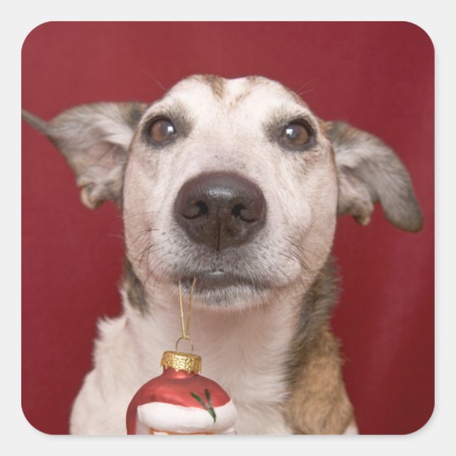 Jack Russell Terrier Holding Christmas Ornament Square Sticker (Front)