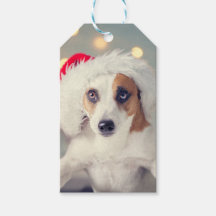 Jack Russell Terrier in a Santa hat Gift Card