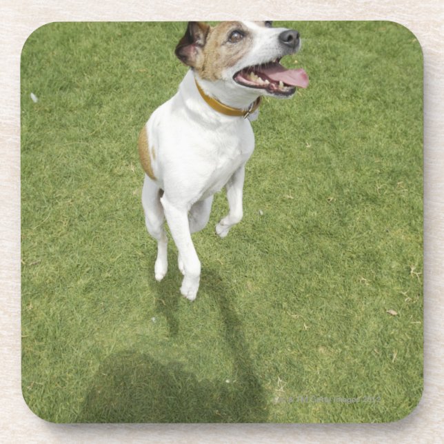 Jack russell terrier jumping, elevated view coaster (Front)