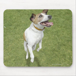 Jack russell terrier jumping, elevated view mouse mat
