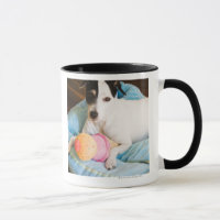 Jack russell terrier lying down