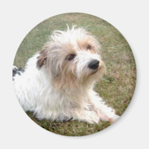 Jack Russell Terrier Magnet