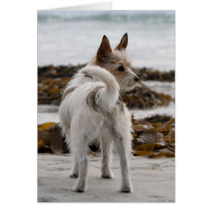 Jack Russell Terrier Mix - Winnie - Oman