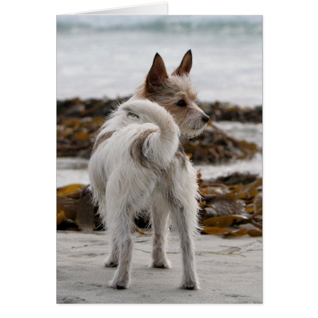 Jack Russell Terrier Mix - Winnie - Oman (Front)
