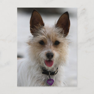 Jack Russell Terrier Mix - Winnie - Oman Postcard