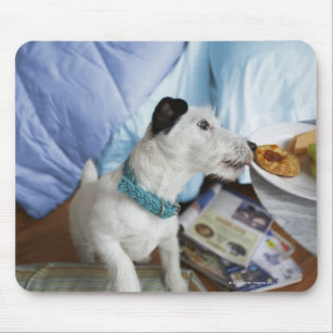Jack russell terrier. mouse mat