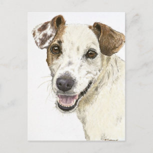 Jack Russell Terrier Postcard