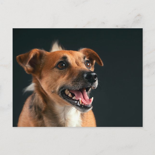 Jack Russell terrier Postcard (Front)