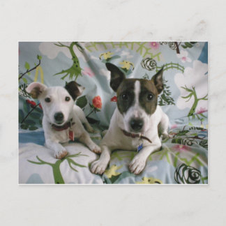 Jack Russell Terrier Postcard