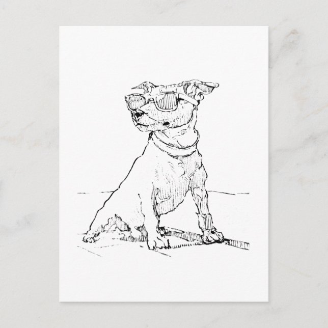 Jack Russell Terrier  Postcard (Front)