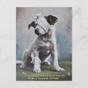 Jack Russell terrier Postcard