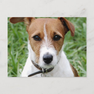 Jack Russell Terrier Postcard