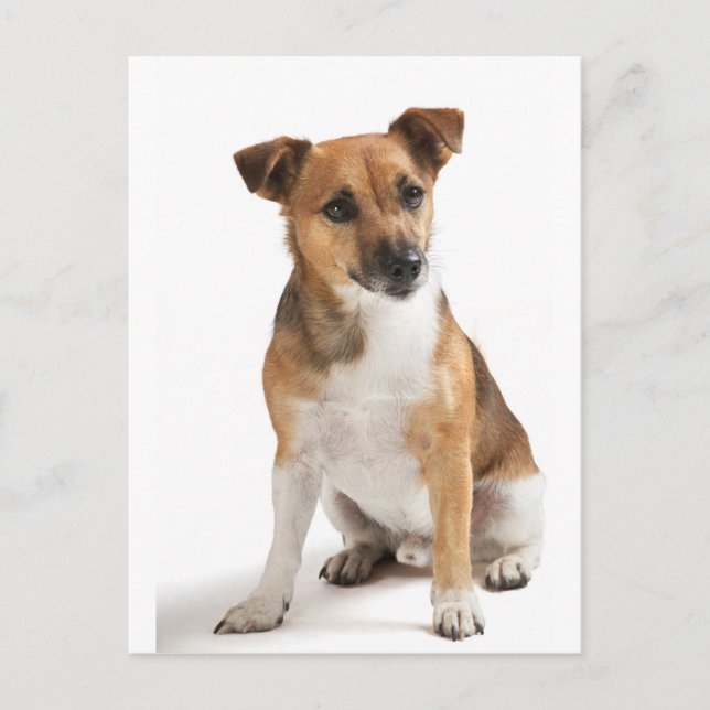 Jack Russell terrier Postcard (Front)